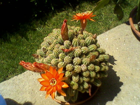 Virágzó kicsi kaktusz