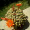 Virágzó kicsi kaktusz