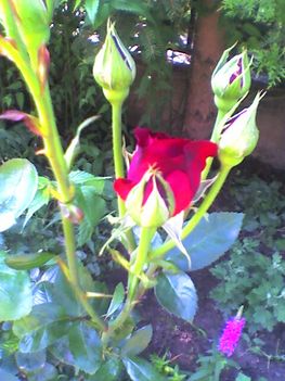 bordó rózsa