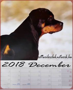 Rottweiler-December