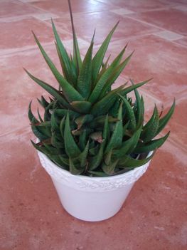 Újabb Haworthia...