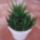 Ujabb_haworthia_284433_76910_t