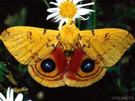 vírág pillangó