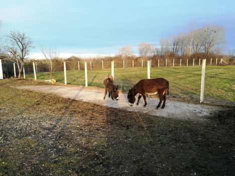 A Halászi és a Püski közötti közút mentén, szamarak legelésznek a Bozi-tag udvarán, Püski 2018. december 27.-én 1