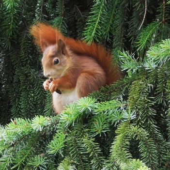 Aranyosi Ervin: A mókus karácsonya