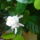 Gardenia__kozelrol_286513_39366_t