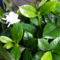 Gardenia bokor