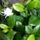 Gardenia_bokor_286541_86770_t