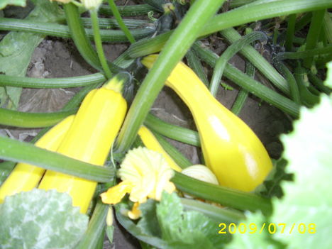 Cukkini - Cucurbita pepo zucchini