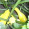 Cukkini - Cucurbita pepo zucchini
