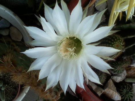 Echinopsis