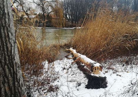 Hódrágás az Aranyosszigeti dűlőben, Mosonmagyaróvár 2019. január 05.-én 2