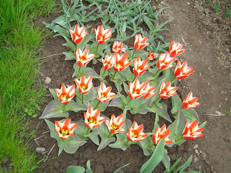 holland tulipanok