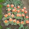 holland tulipanok