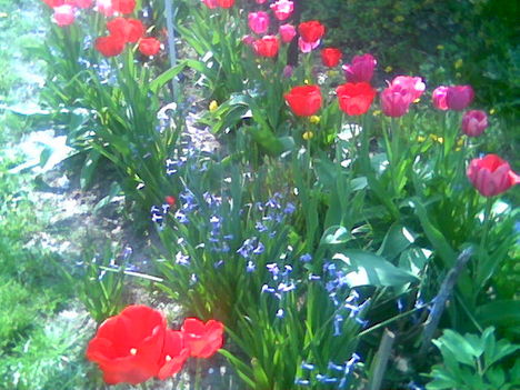 Kép005 tulipán és nárcisz