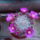 Mammillaria-002_287848_68183_t