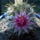 Mammillaria_mainae_287844_11298_t