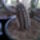 Setiechinopsis_mirabilis_287835_11182_t