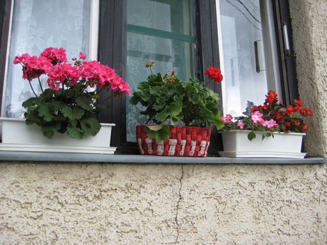 Virágok az ablakban