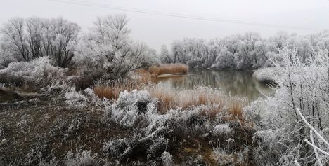 A Szigeti Duna-ág téli díszben, Dunakiliti 2019. január 22.-én 2