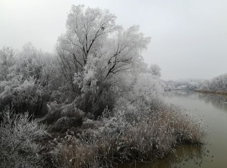 A Szigeti Duna-ág téli díszben, Dunakiliti 2019. január 22.-én 4