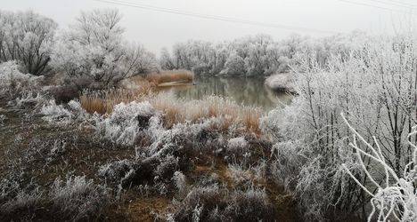 A Szigeti Duna-ág téli díszben, Dunakiliti 2019. január 22.-én 6