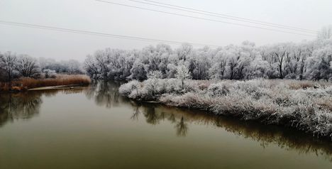 A Szigeti Duna-ág téli díszben, Dunakiliti 2019. január 22.-én 8