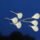 Feher_harival_behuzva_2088341_1032_t
