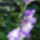 Kardvirag-003_288789_63426_t