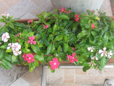 képek 2009.04-05. 160