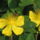 Kepek_20090405_171-001_288521_27671_t