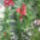 Kepek_20090405_179_288525_18948_t