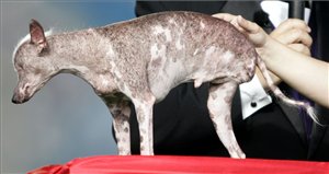 A világ legrondább kutyája 2008