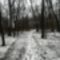Aranyosszigeti dűlő erdei útja télen, Mosonmagyaróvár 2019. január 05.-én 1