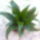 Dracena_289634_72181_t