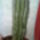 Euphorbia-006_289533_23259_t