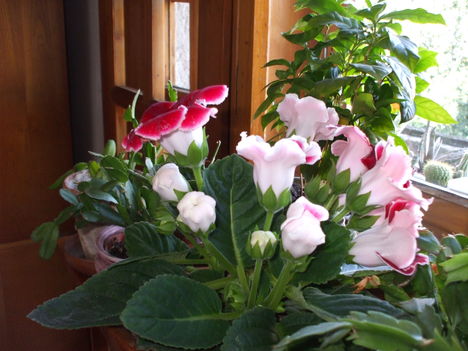 Gloxinia