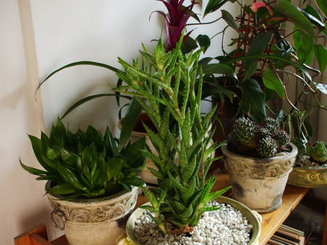 kaktuszok, Sansevieria és Bromélia (Guzmania)