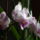 Orchidea-002_289594_31992_t