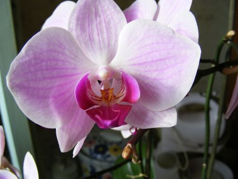 Orchidea /közelről/