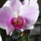 Orchidea /közelről/