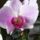 Orchidea_kozelrol_289997_87365_t