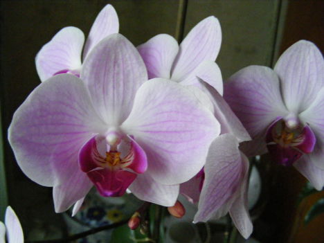 Orchidea /távolabról