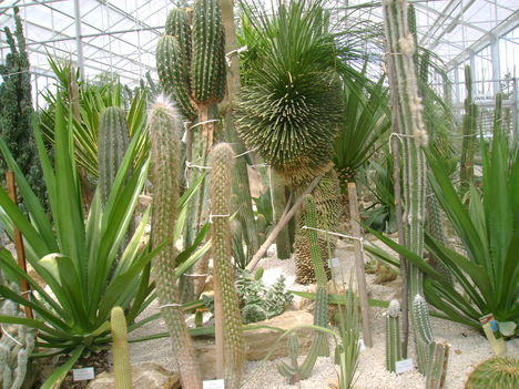 Vácrátot Arbarétum kaktuszház