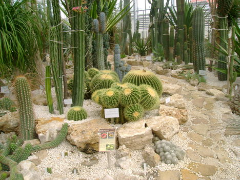 Vácrátot Arbarétum kaktuszház