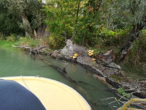 Géva gomba a vízparti fán, Szigetköz 2018. szeptember 18.-án