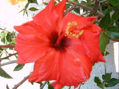 Hibiszkuszaim