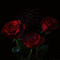 Legyen ez a rózsa a mai napod méltó ajándéka!