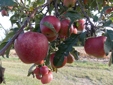 Már jól színesedik a téli alma