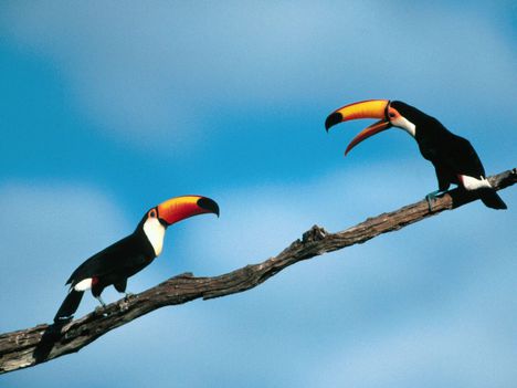 Pete and Repeat Toco Toucans